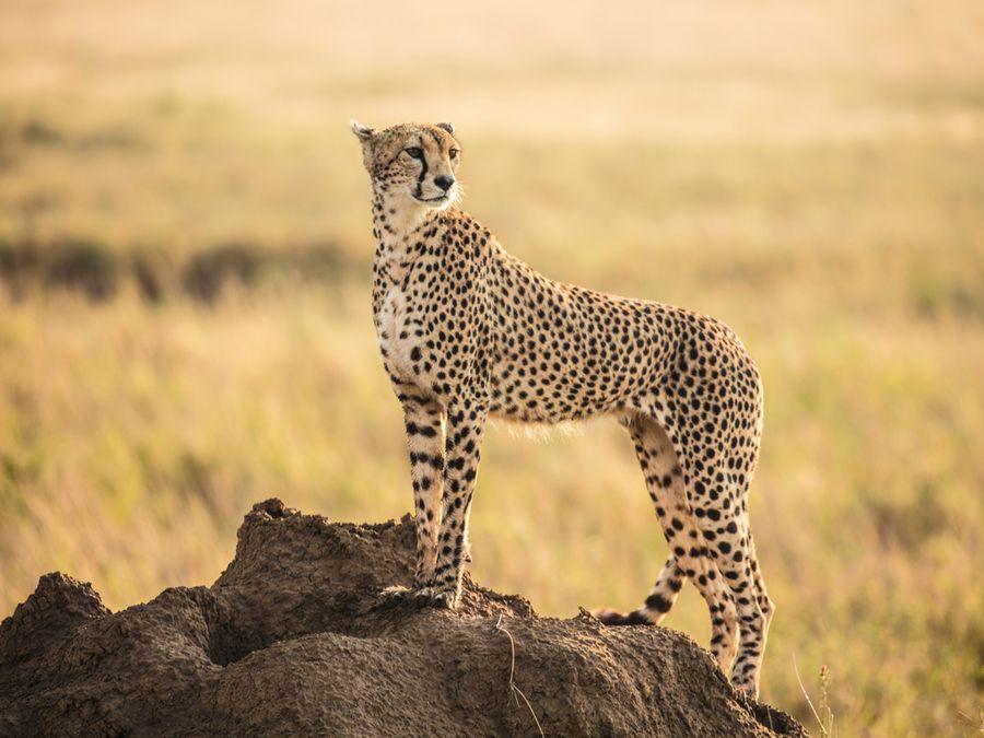 Why Do Some Animals Have Stripes and Others Have Spots?
