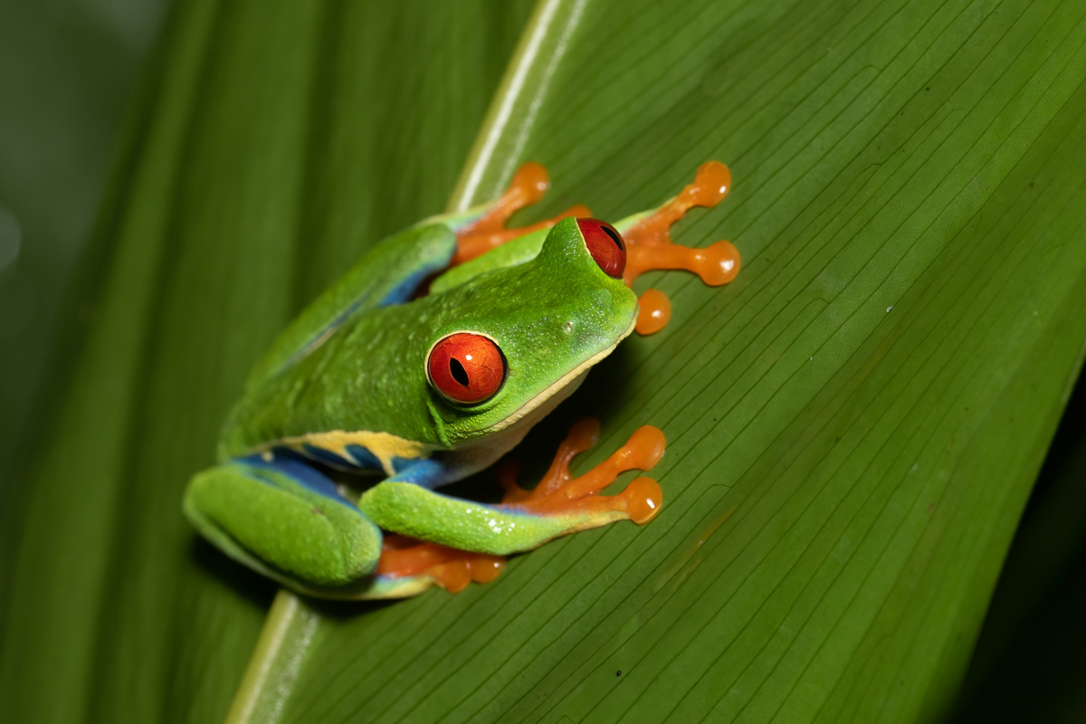 Close-up of frog on a plant