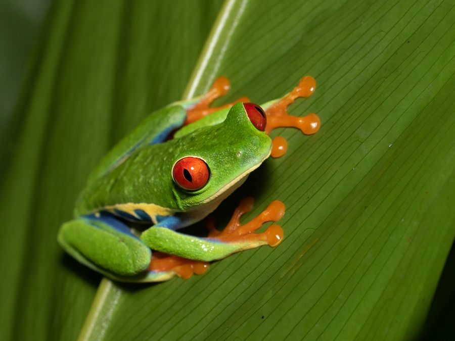 Which Animals Can Predict the Weather?