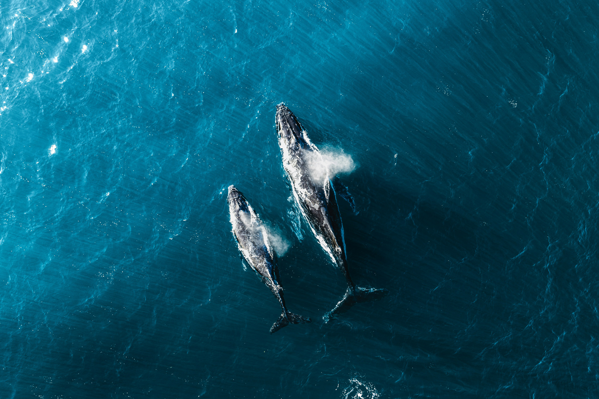 Bird's-eye view of whales swimming