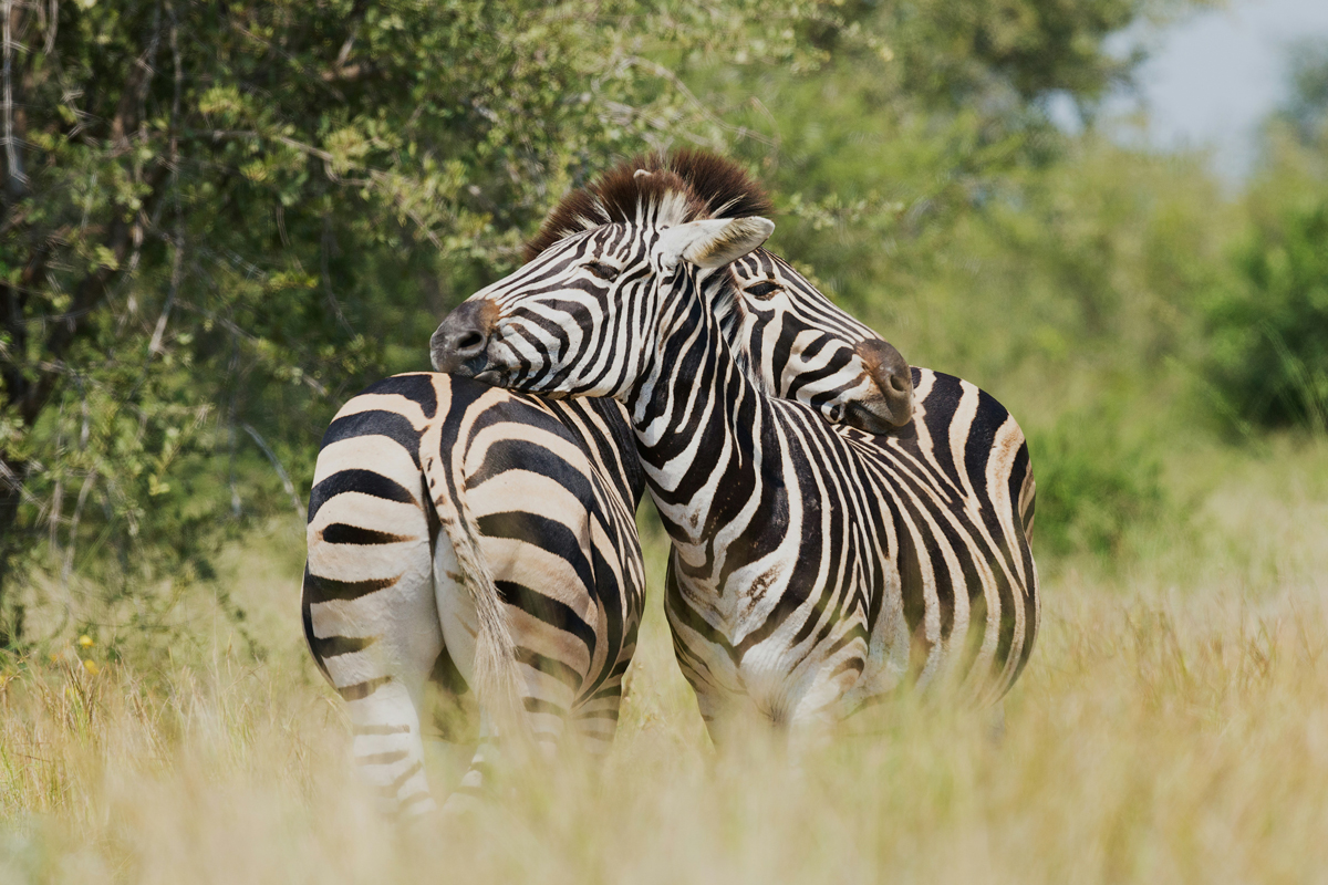 Two zebras nuzzling each other