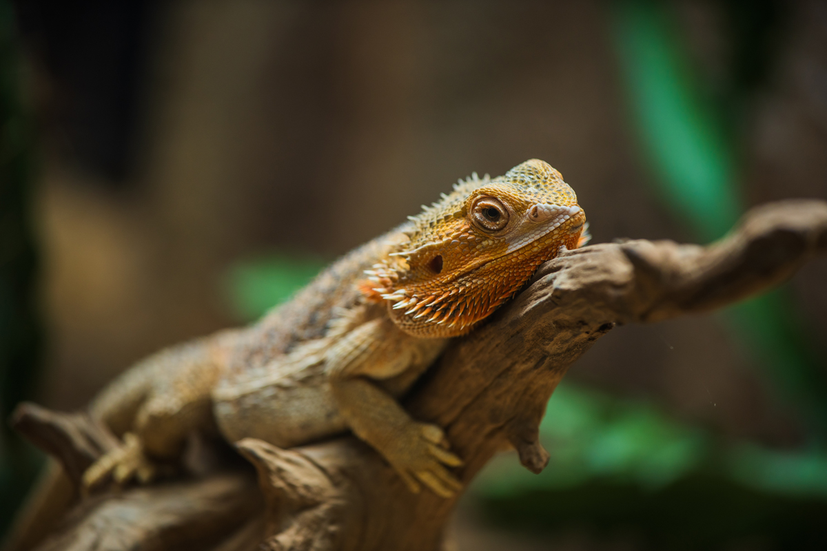 A picture of a bearded dragon laying on a tree branch