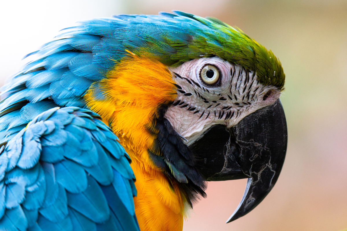 Close-up of parrot's face