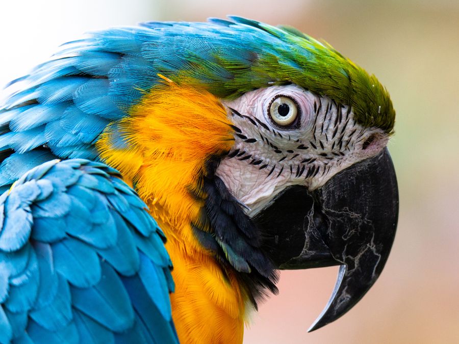Why Do Some Birds Mimic the Sounds They Hear?