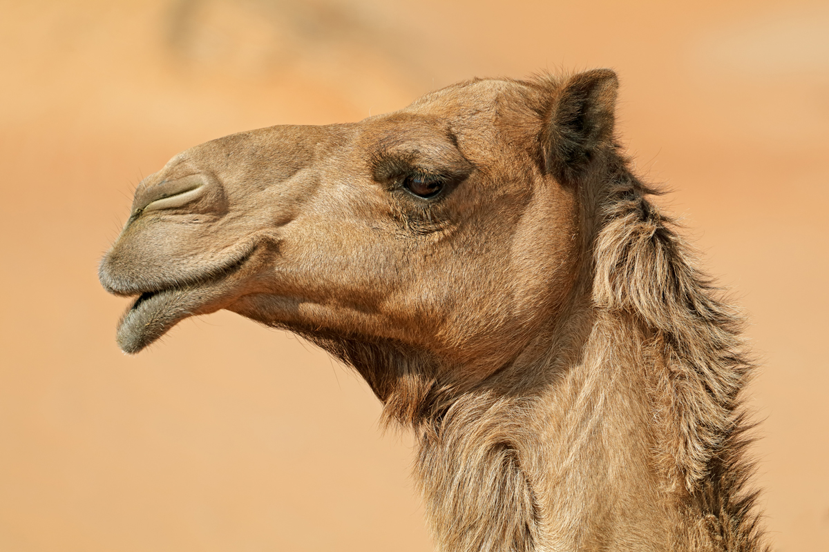 Side profile of camel's head