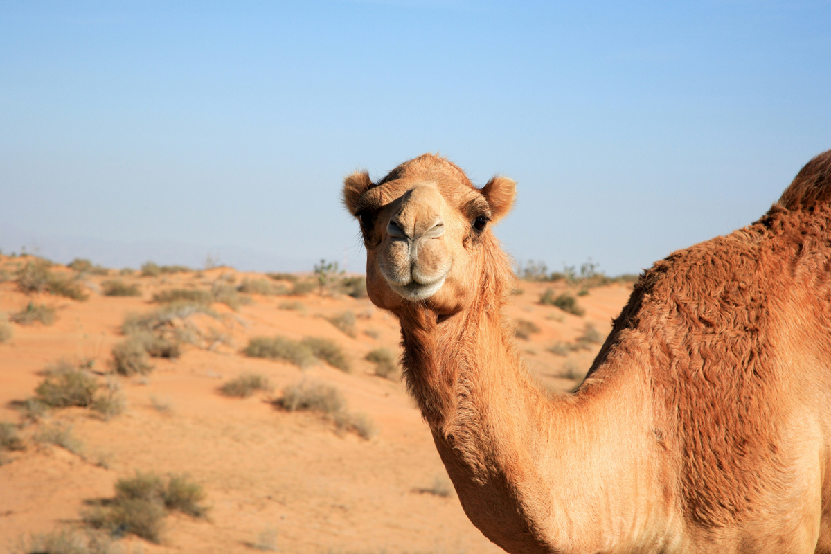 Camel looking at the camera