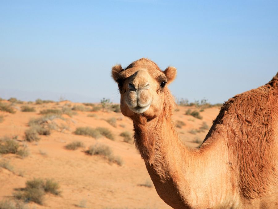Why Camels Are Practically Indestructible