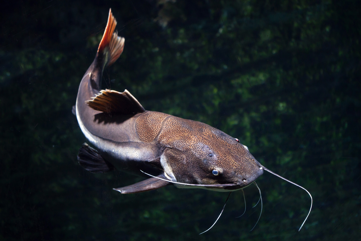 Catfish swimming in water