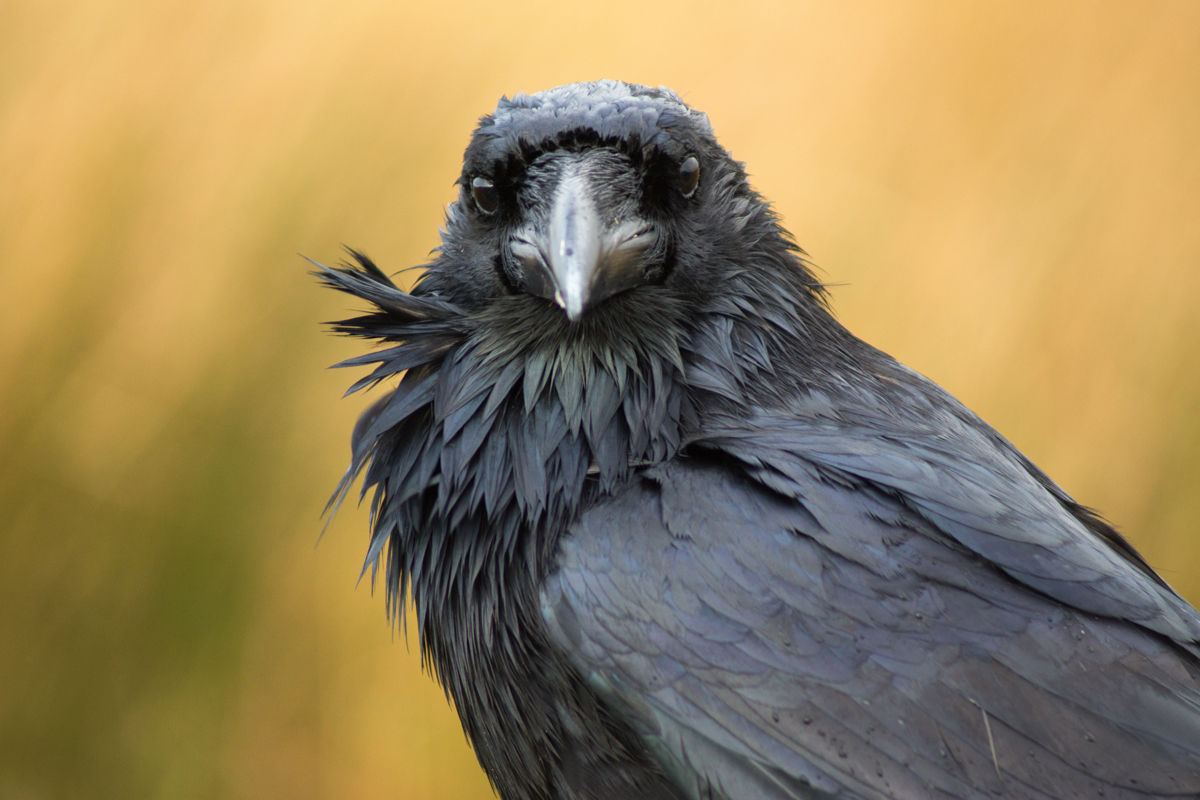 Close-up of a crow looking at the camera