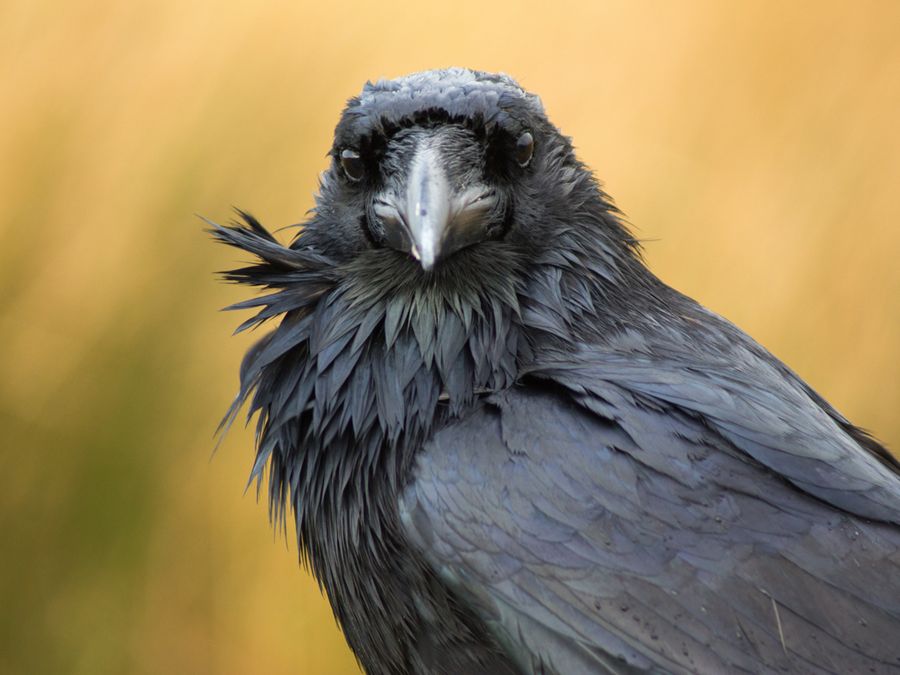 What Makes Crows So Smart?
