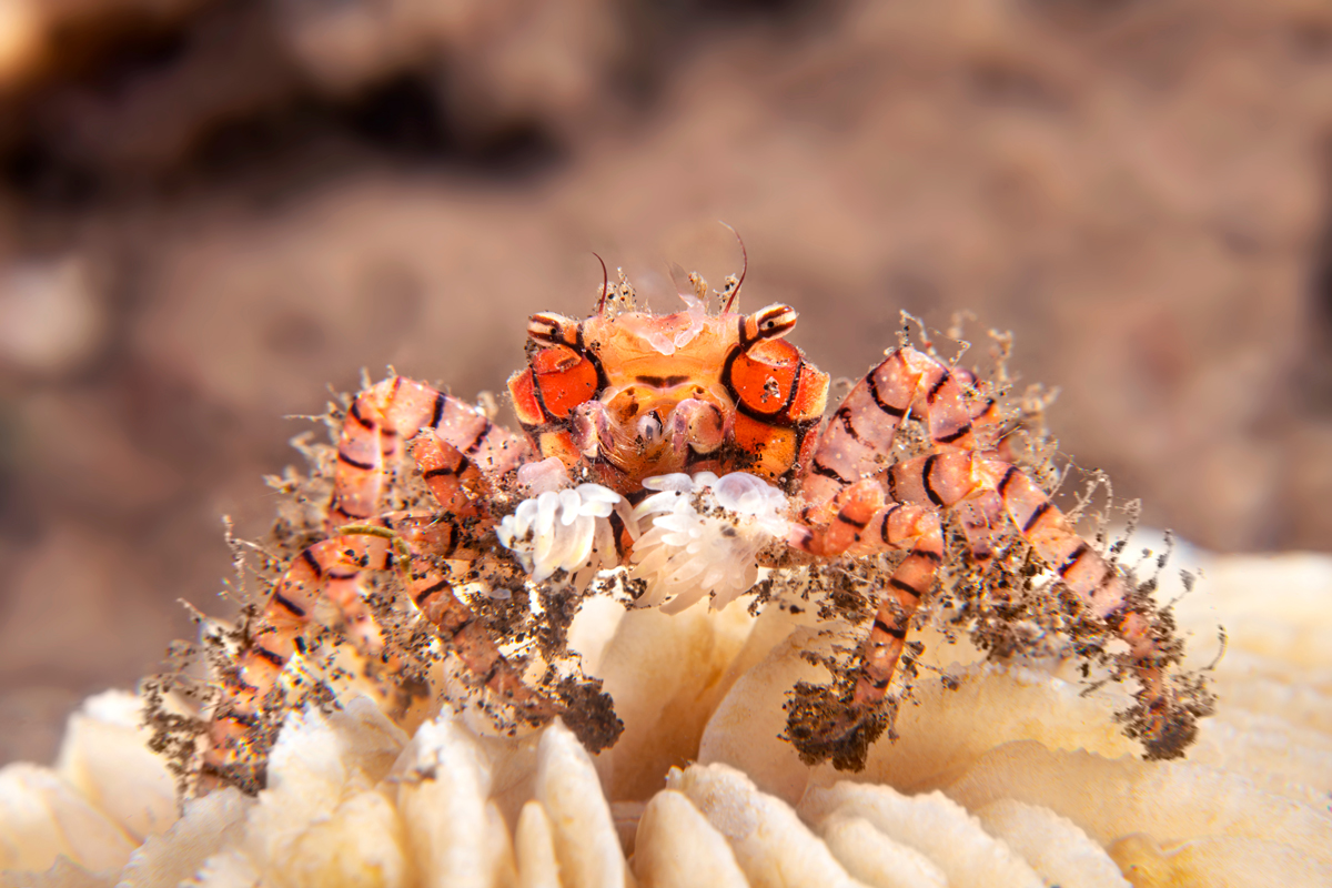 Boxer crab