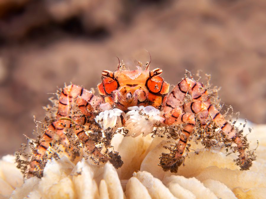 5 Bizarre Survival Tactics in the Animal Kingdom