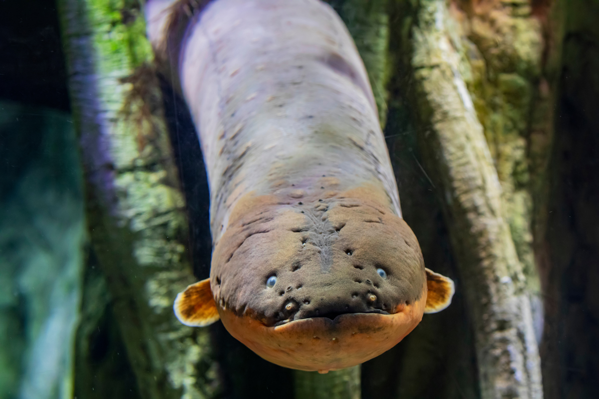 Eel underwater facing the camera