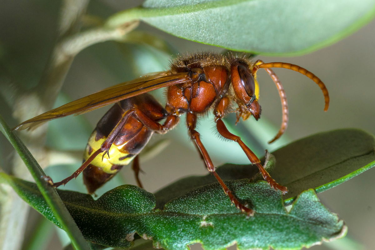 Close-up of an Oriental hornet