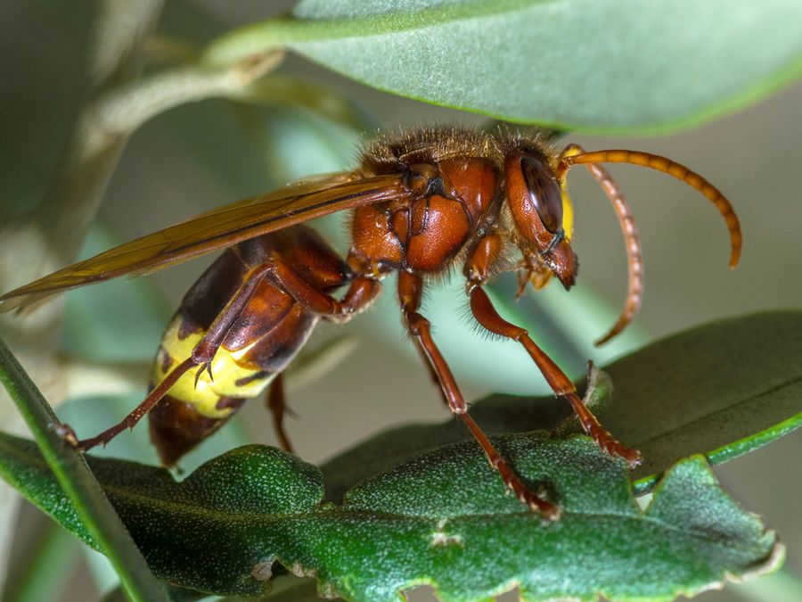 6 Animals That Use Electricity in Surprising Ways