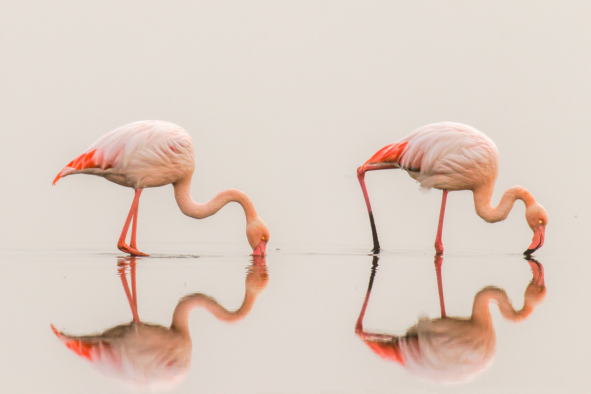 Two flamingos dipping beaks in water