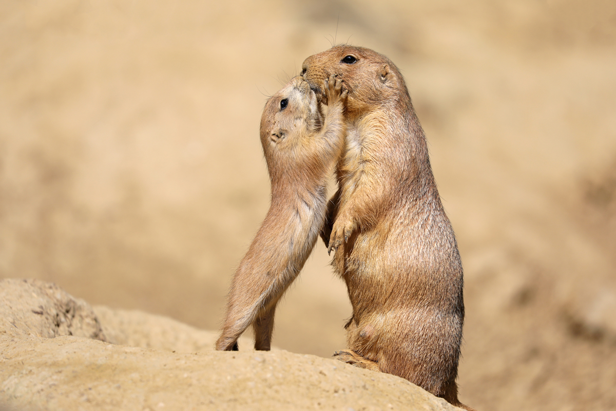 Two prairie dogs kissing