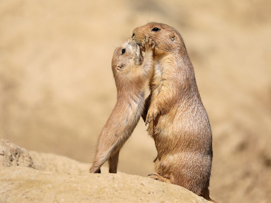 7 Animal Gestures That Look Surprisingly Human