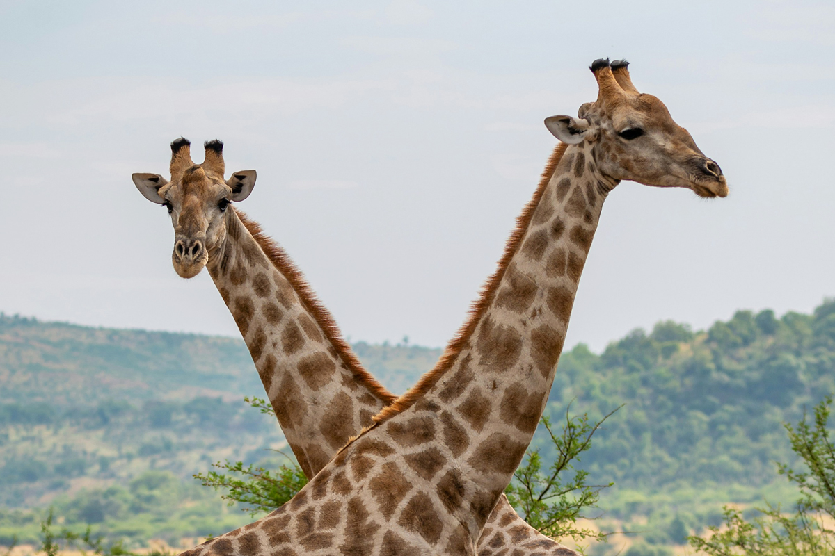 Two giraffes standing next to each other