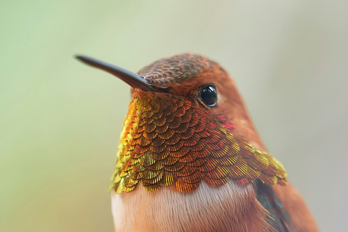 Close-up of a hummingbird's head