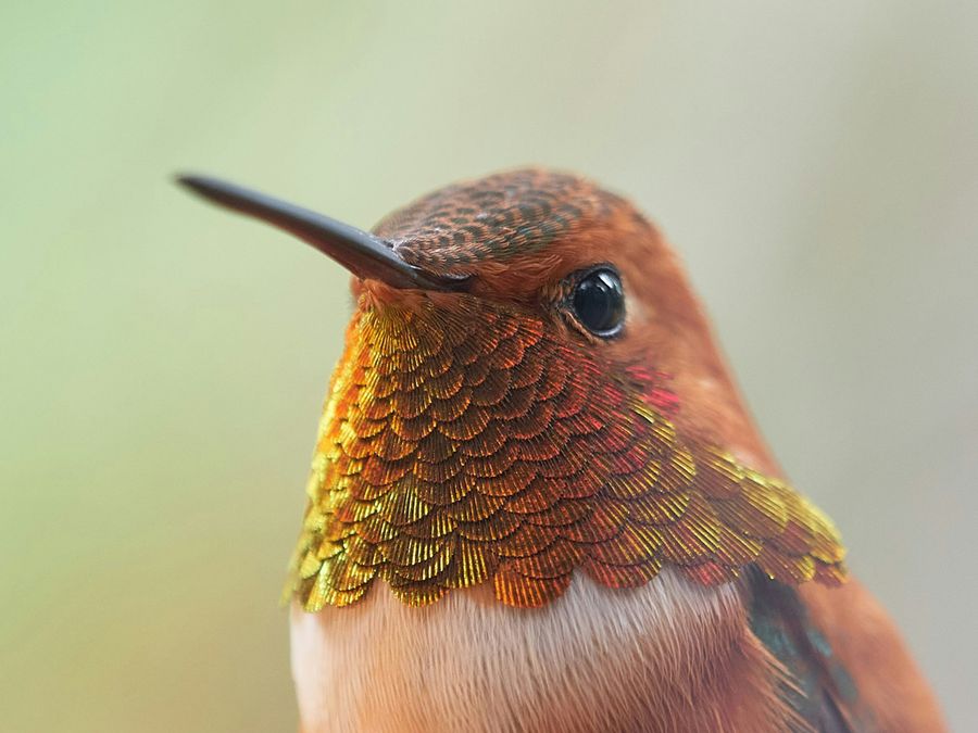Hummingbirds Are Even More Magical Than You Know