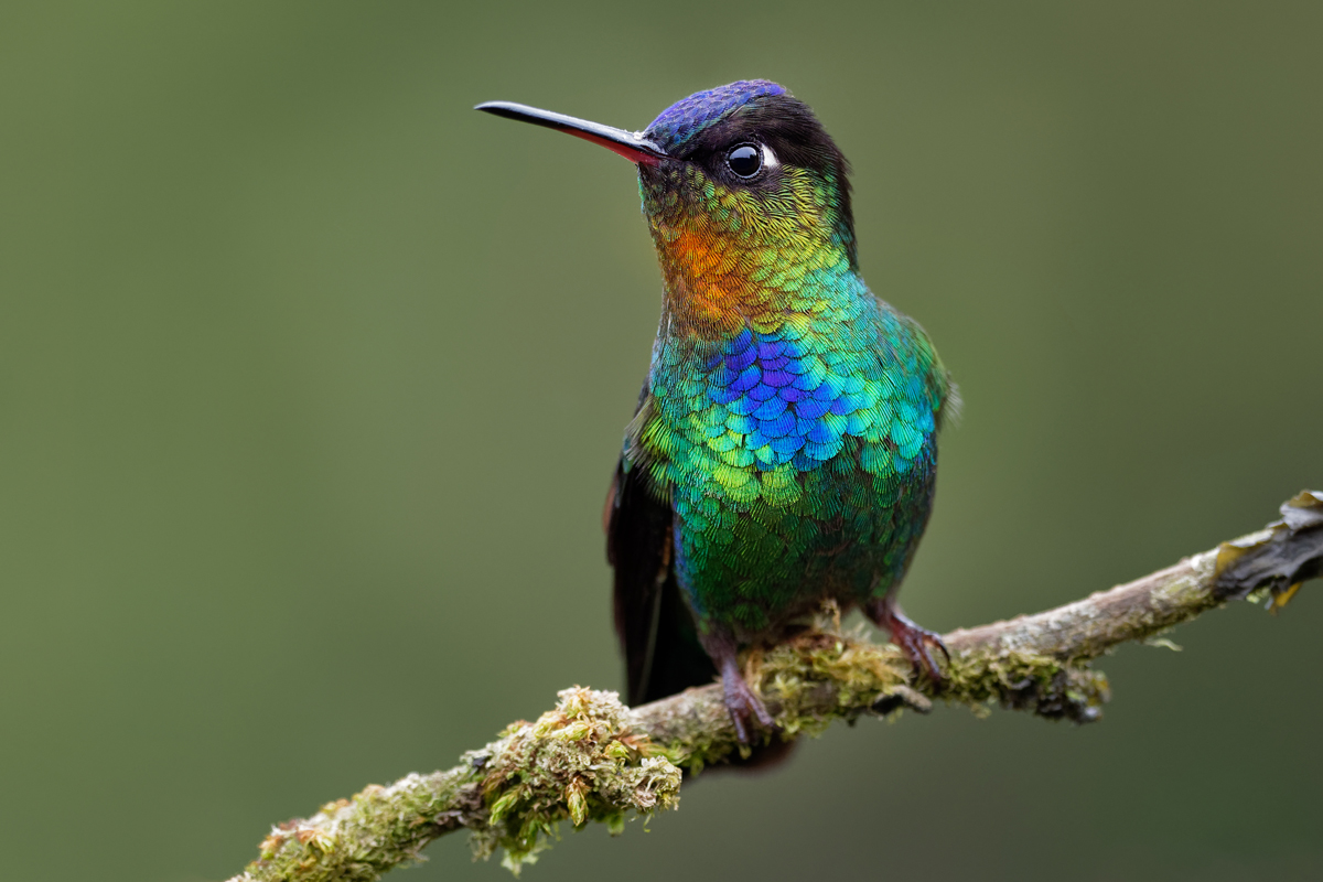 Hummingbird sitting on a small branch