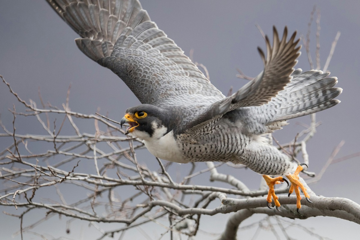 Peregrine falcon taking off from tree branch in flight
