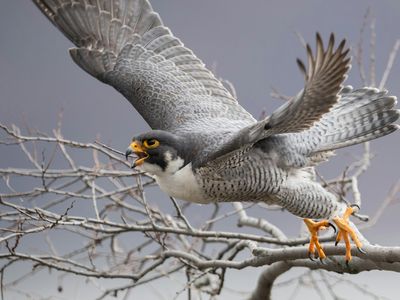 The 5 Deadliest Hunters in the Bird Kingdom