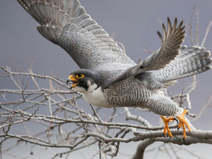 The 5 Deadliest Hunters in the Bird Kingdom