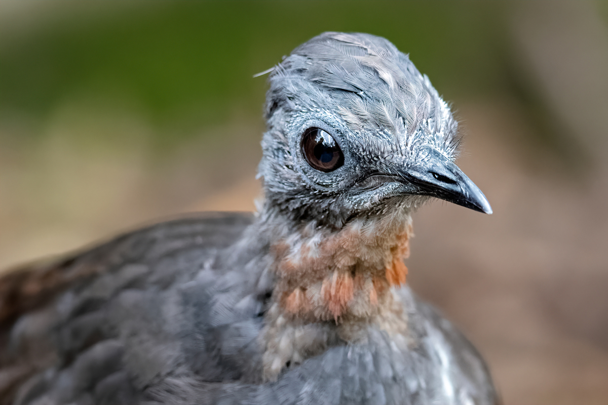 Close-up of a lyrebird