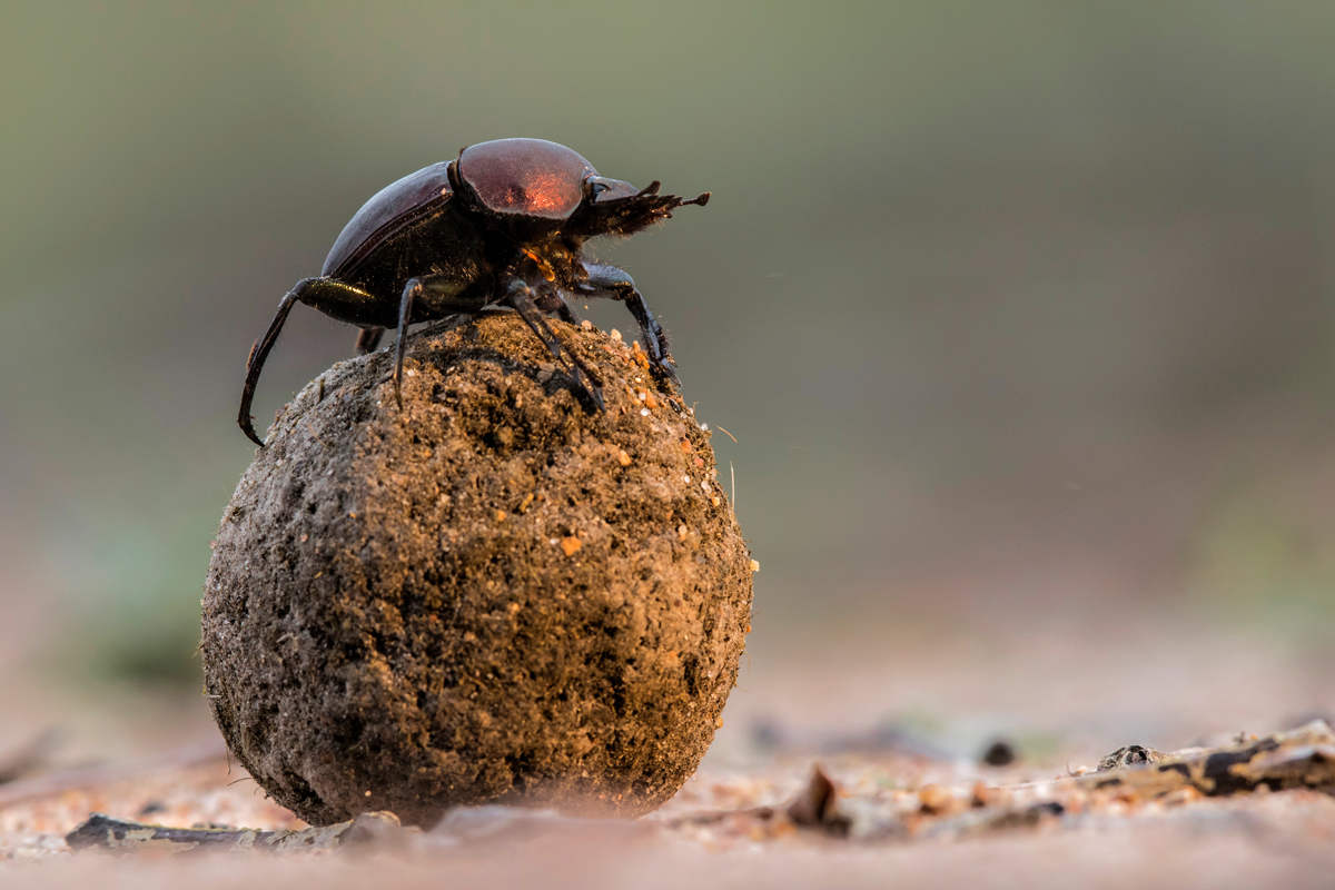 5 Mating Rituals That Look Totally Absurd - Animal Facts