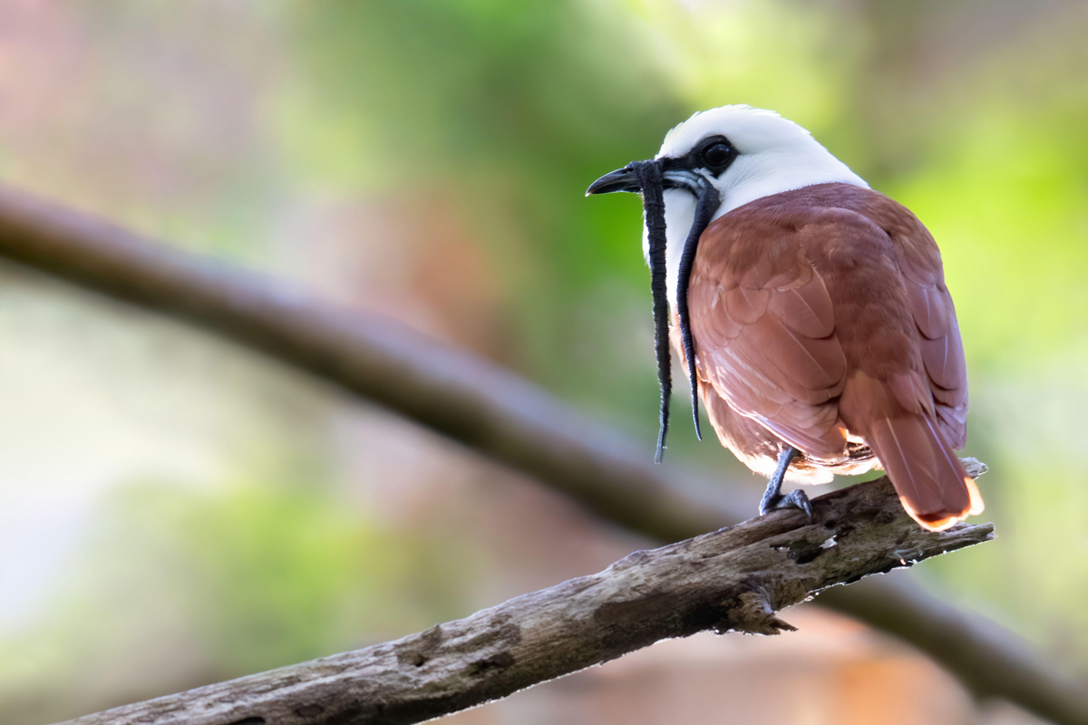 White bellbird sitting on a branch