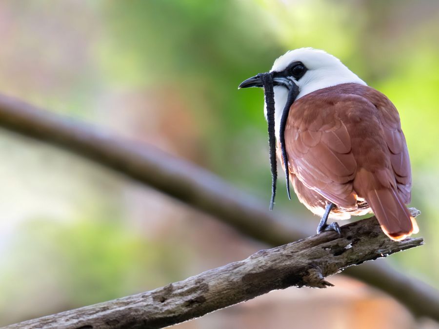 5 Tiny Creatures That Create Huge Noises