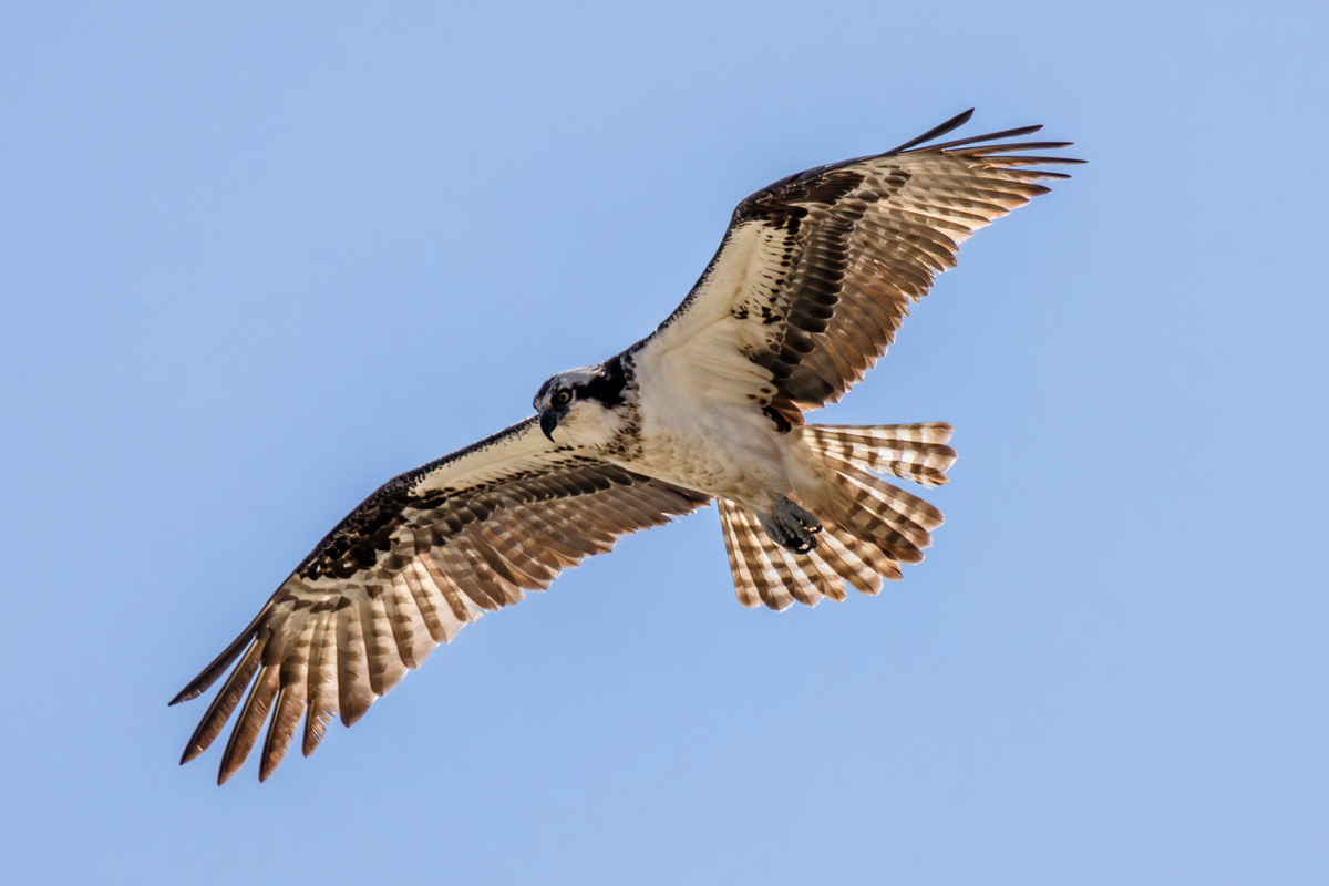 An osprey in flight against a blue sky