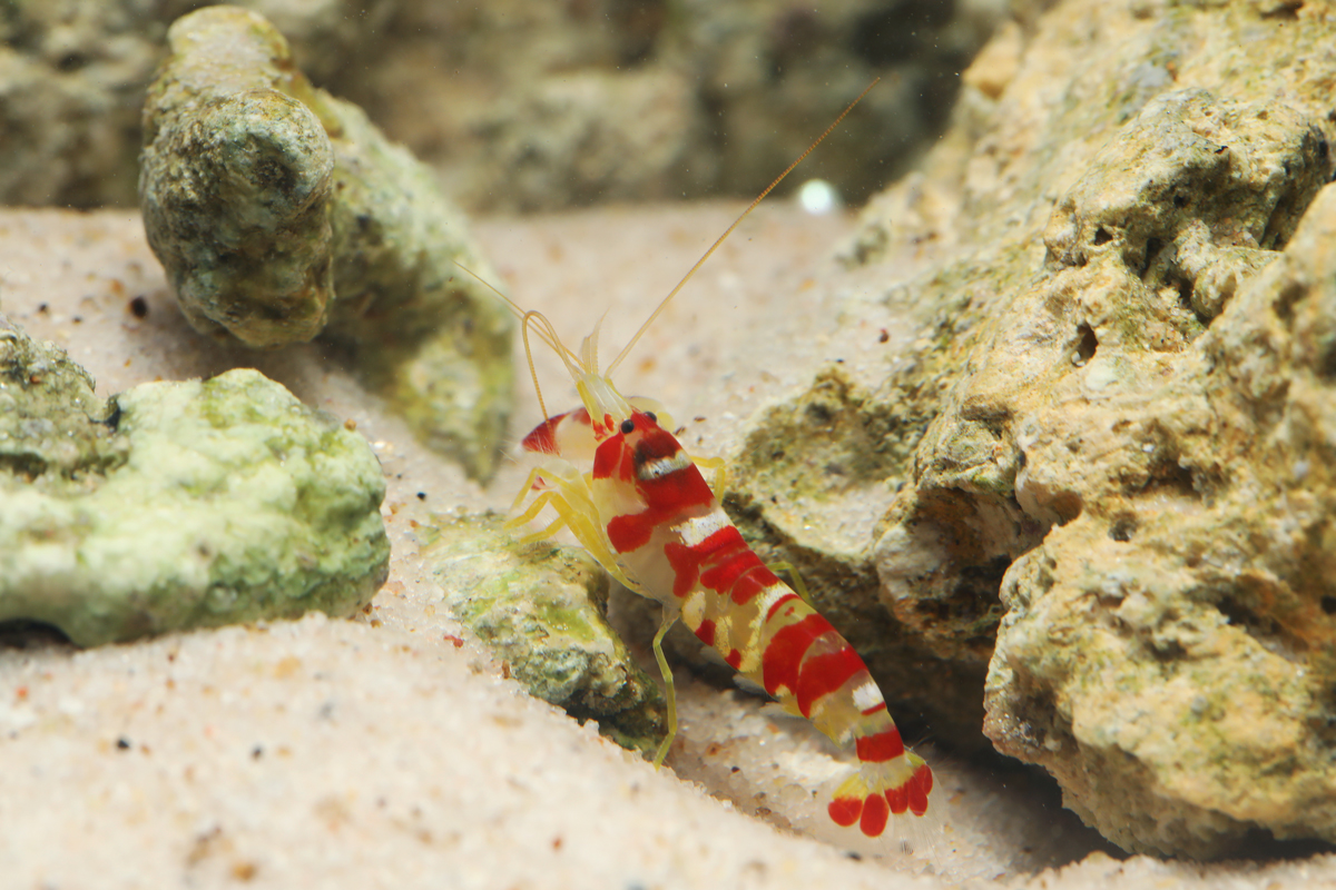 Pistol shrimp on ocean floor