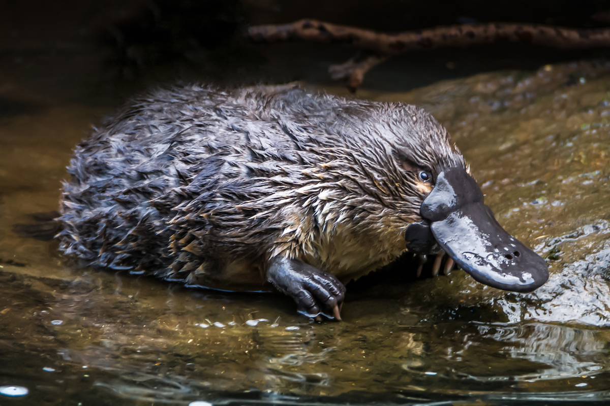 Platypus in water
