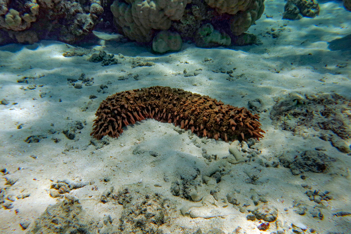 Sea cucumber on ocean floor