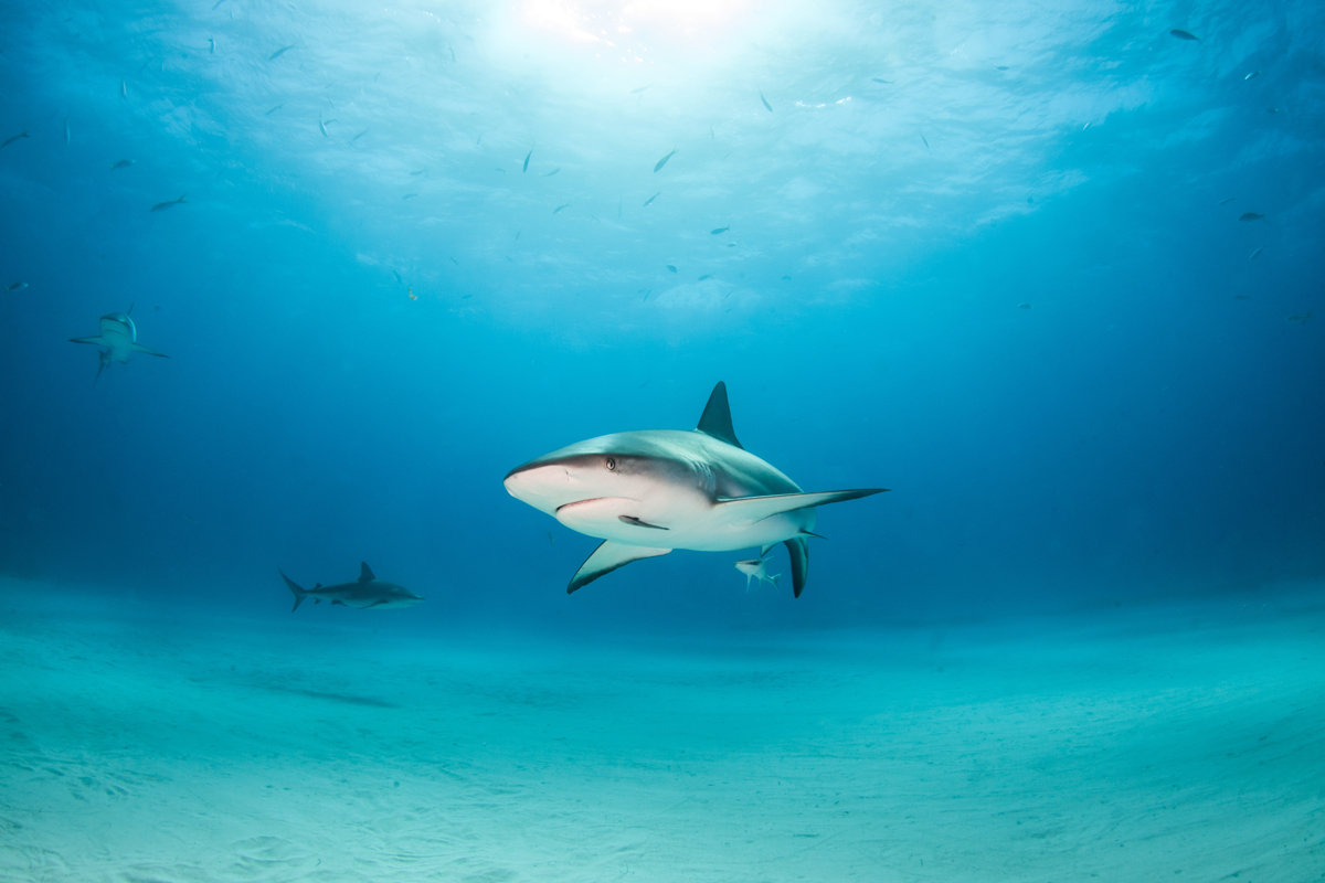 Sharks swimming underwater