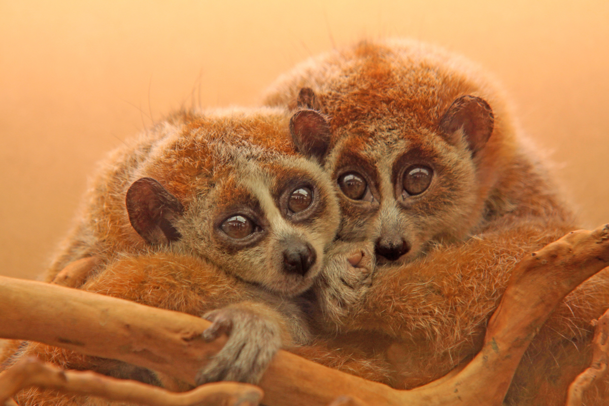 Two slow lorises clutching each other