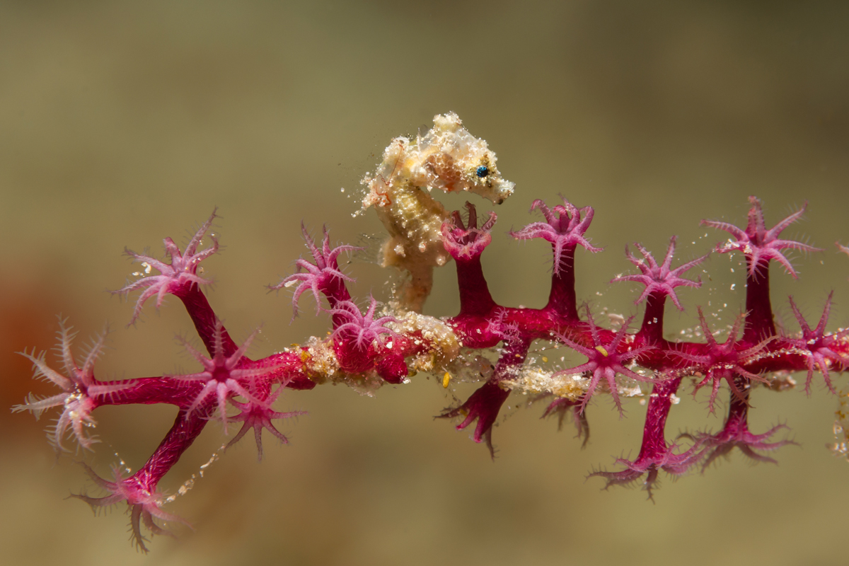 Dwarf seahorse