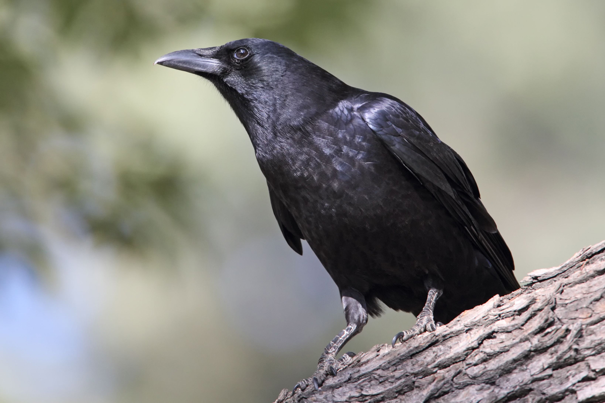 Crow perched on a branch