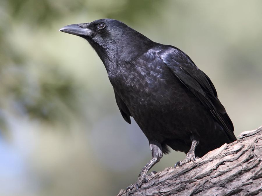 The 7 Smartest Creatures in the Animal Kingdom