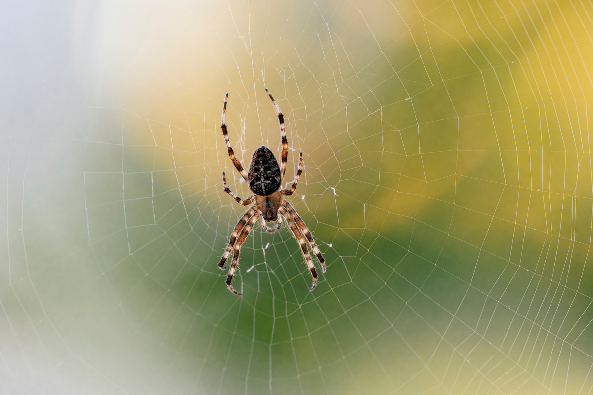 Spider on its web
