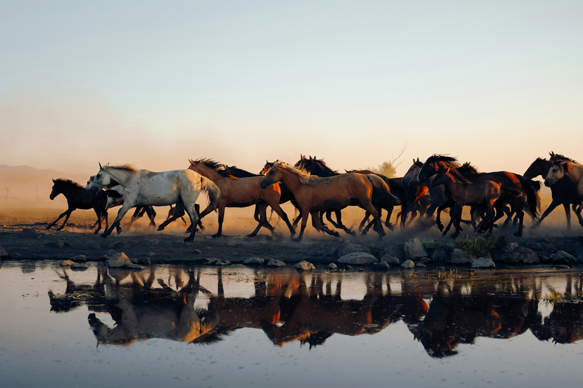 Herd of horses running with their reflection visible in water
