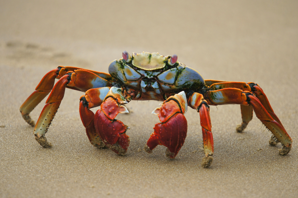 Crab walking on sand