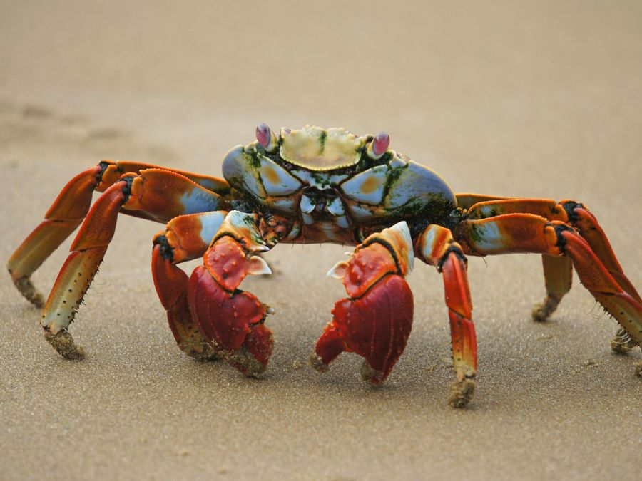 5 Animals That Taste Without Using Their Mouths