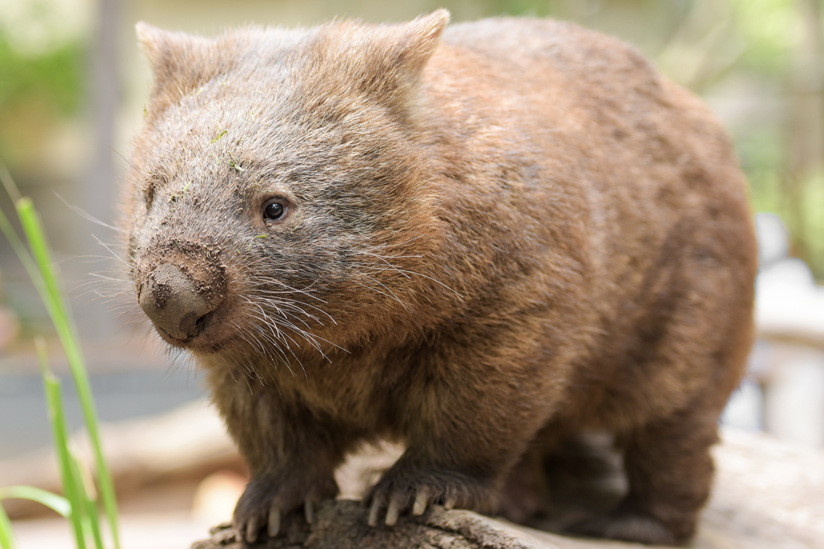 Wombat standing