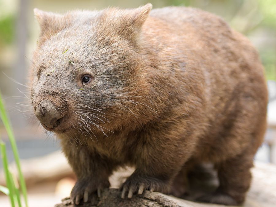 The Strangest Ways Animals Mark Their Territories