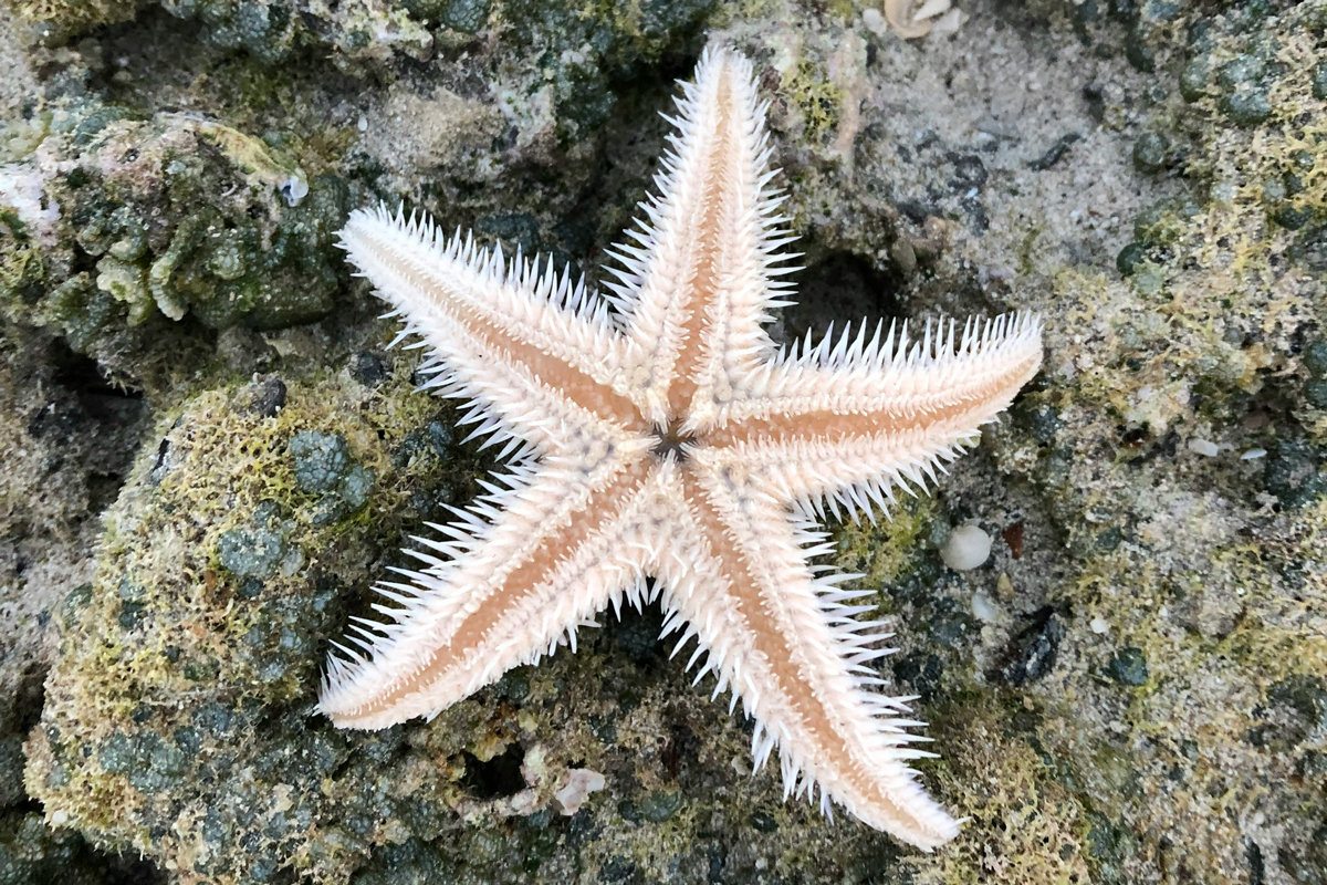 Starfish lying on coral reef