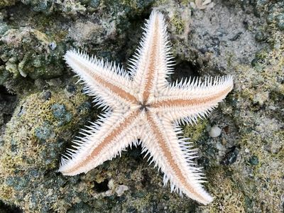 5 Animals That Thrive Without Bones